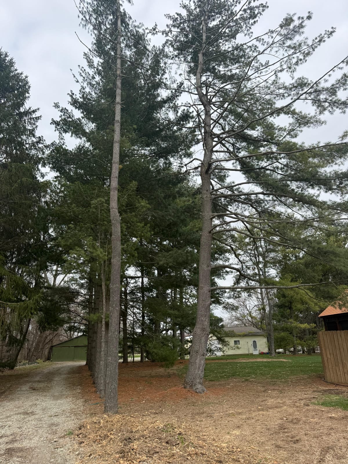 Expert Tree Solutions Indianapolis IN