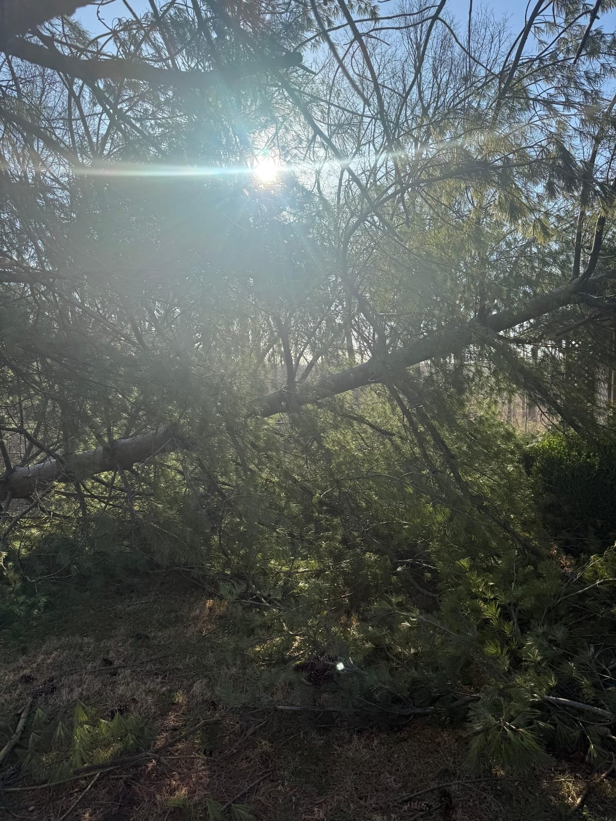 Advanced Tree Solutions Indianapolis IN