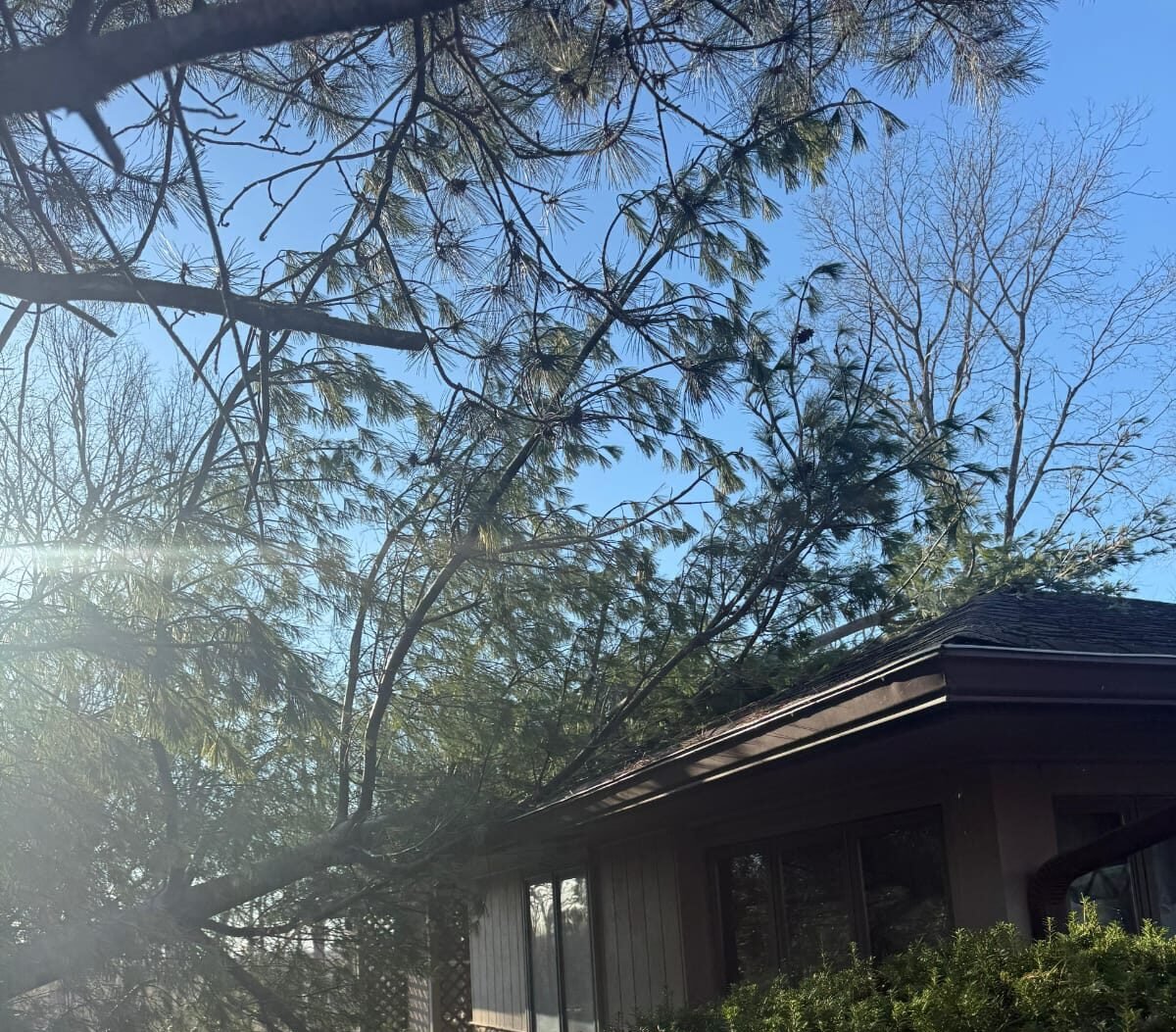 Smart Tree Solutions Indianapolis IN