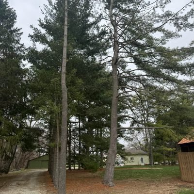 Expert Tree Solutions Indianapolis IN