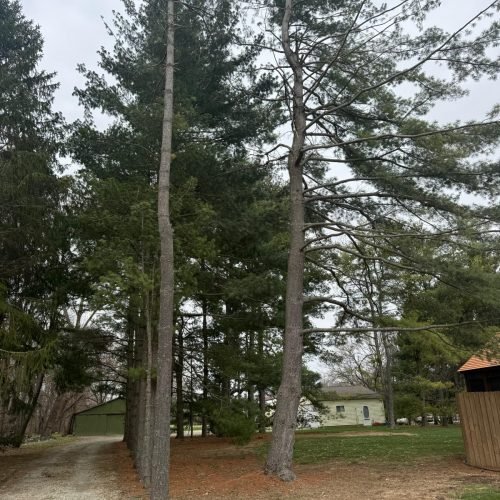 Expert Tree Solutions Indianapolis IN