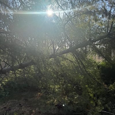 Advanced Tree Solutions Indianapolis IN