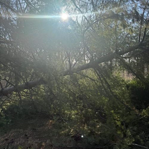 Advanced Tree Solutions Indianapolis IN