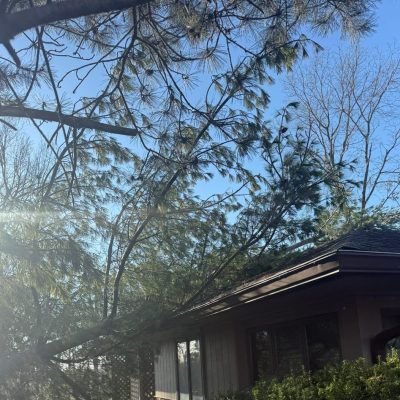 Smart Tree Solutions Indianapolis IN