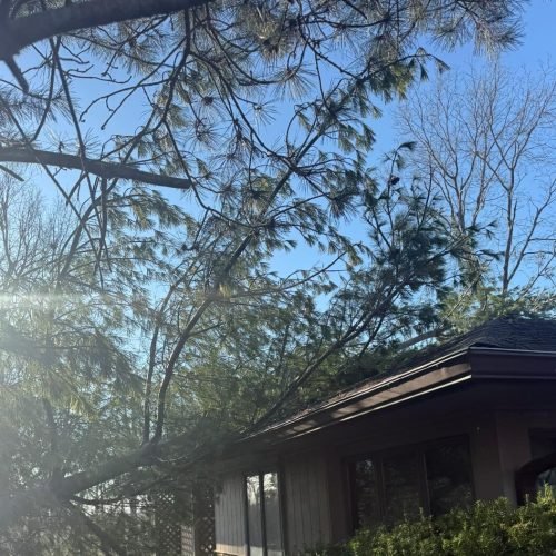 Smart Tree Solutions Indianapolis IN